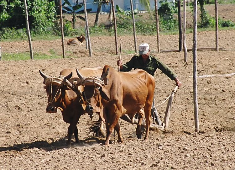 Farmer plowing his field with his two thin oxen (like most livestock in Cuba)