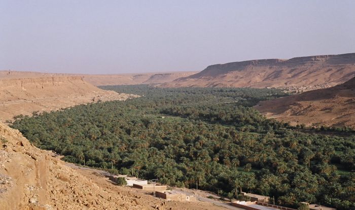 Tons of dates are produced by thousands of palm trees, Ziz valley, the large oasis of Tafilalet