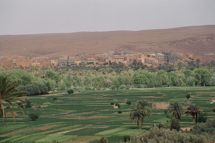 Palm trees in the oasis of Tinehir